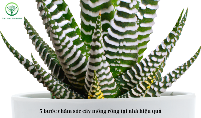 5 bước chăm sóc cây mống rồng tại nhà hiệu quả