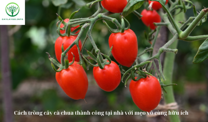 Cách trồng cây cà chua thành công tại nhà với mẹo vô cùng hữu ích