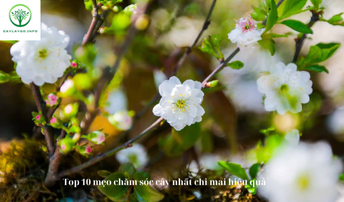 Top 10 mẹo chăm sóc cây nhất chi mai hiệu quả