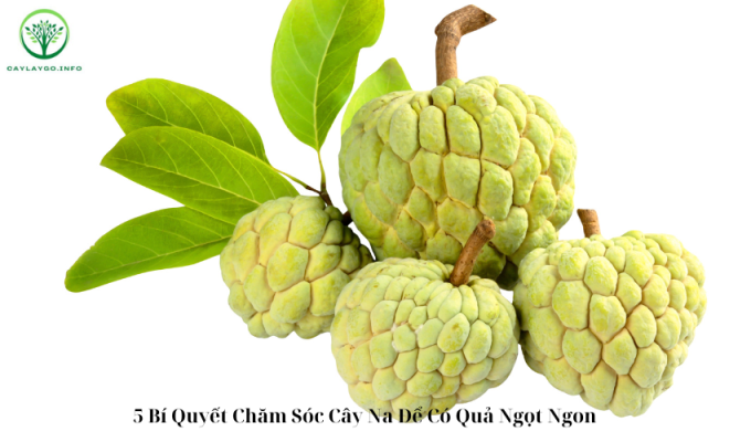 5 Bí Quyết Chăm Sóc Cây Na Để Có Quả Ngọt Ngon