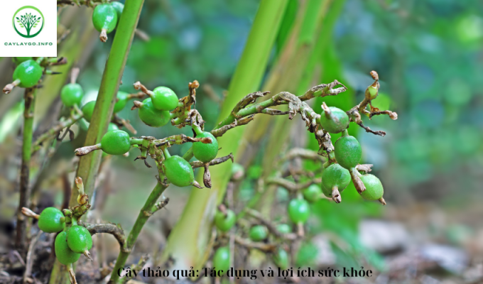 Cây thảo quả: Tác dụng và lợi ích sức khỏe