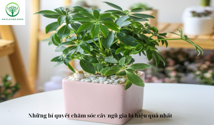 Những bí quyết chăm sóc cây ngũ gia bì hiệu quả nhất