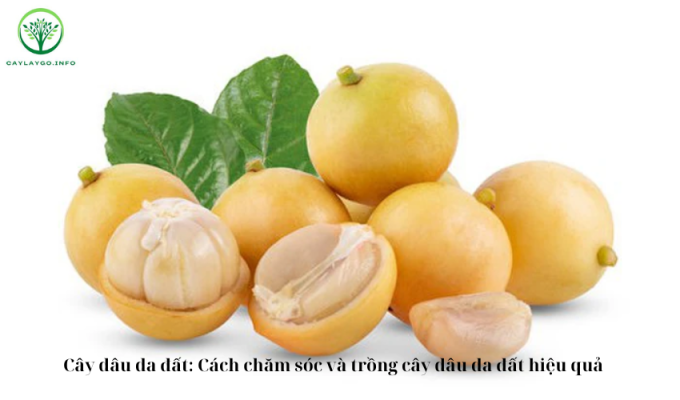 Cây dâu da đất: Cách chăm sóc và trồng cây dâu da đất hiệu quả