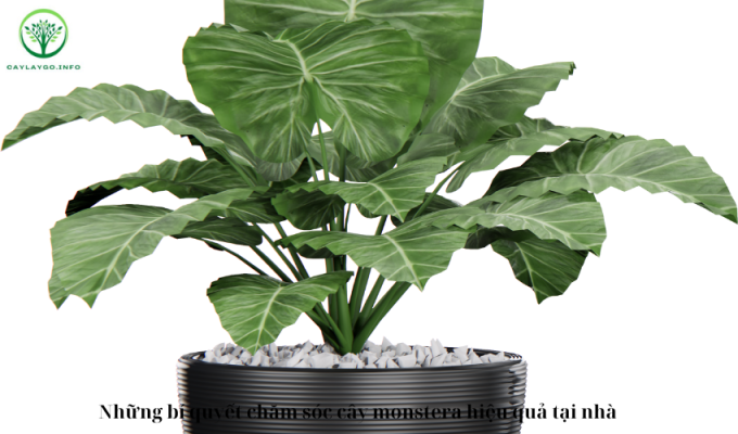 Những bí quyết chăm sóc cây monstera hiệu quả tại nhà